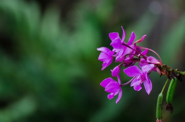 Beautiful pink flower on green blurred background, copy space, color tone effect.