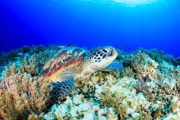 Sea Turtle looking up from a tropical coral reef