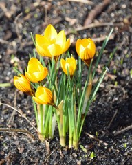 Der Krokus ist ein Frühlingsbote wenn er blüht ist der Winter am Ende.