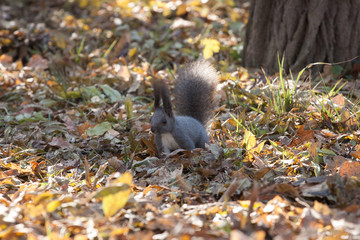 squirrel, Essentuki, Kavkaz, Russia
