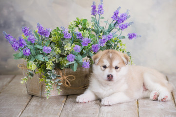 High bred adorable Siberian Husky puppy and spring flowers