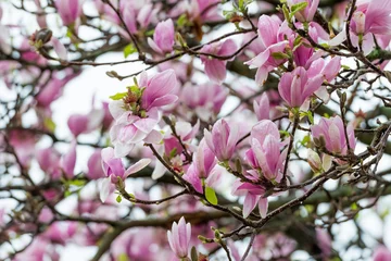 Crédence de cuisine en verre imprimé Magnolia vue sur le magnolia en fleurs