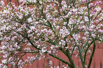 Crédence de cuisine en verre imprimé Magnolia vue sur le magnolia en fleurs