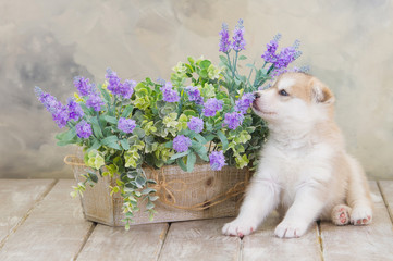 High bred adorable Siberian Husky puppy and spring flowers