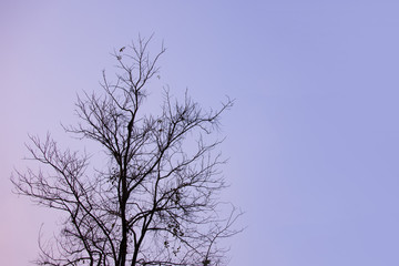 Colorful silhouette of dead trees with the sky in evening.