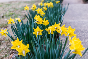Many yellow daffodils viewed from behind with green leaves