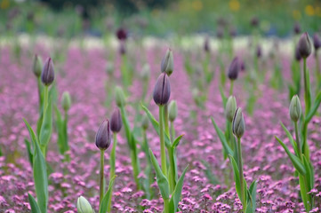 Lilac blooming tulips close-up, selective focus.