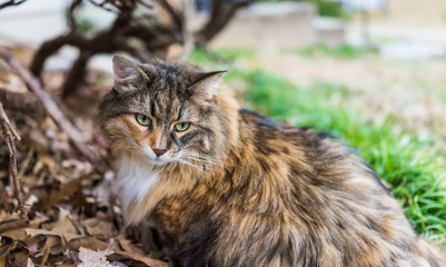 Naklejka na ściany i meble Closeup portrait of calico maine coon cat with green eyes sitting outside in fallen foliage and green grass