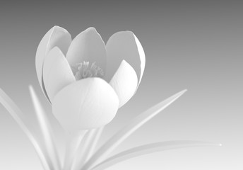 White Crocus Flower Blooming On Gradient Background