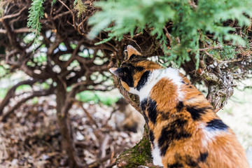 Closeup of calico cat climbing bush and sniffing branches