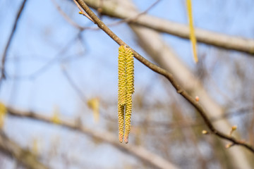 Pollination by bees earrings hazelnut. Flowering hazel hazelnut.