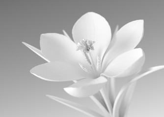 White Flower On Gradient Background