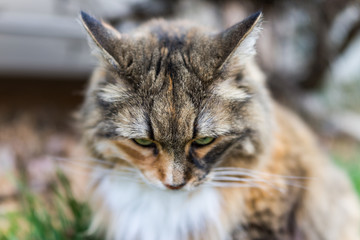 Closeup portrait of calico maine coon cat with green eyes sitting outside with ears back