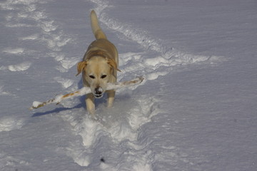 Labrador mit Schnee auf der Nase