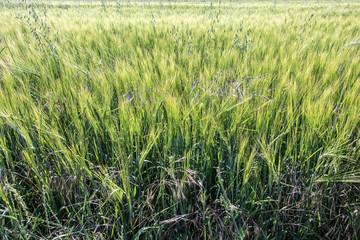 The detailed look at unripe green corn field