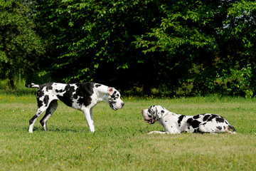 Two Great Dane purebred dogs