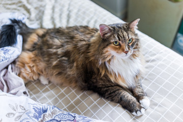 Maine coon cat lying on bed waiting for owner