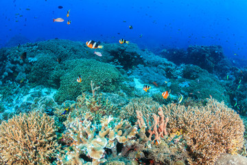 Healthy tropical coral reef