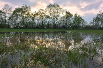 Silhouette and reflection of  trees at sunset