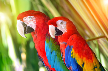Two parrots red in tropical forest birds
