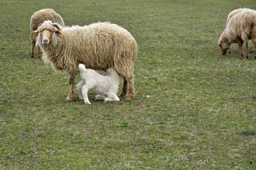 Obraz premium sheeps and lambs