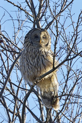 Ural owl in natural habitat (strix uralensis)