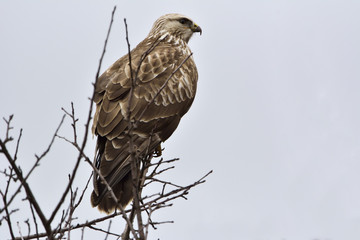 Common Buzzard (Buteo buteo) on a tree.