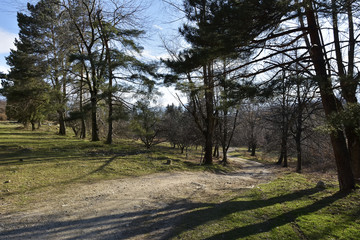 Fototapeta premium road in forest