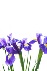 Spring flower frame made from iris