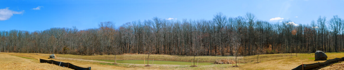 Obraz premium early spring forest