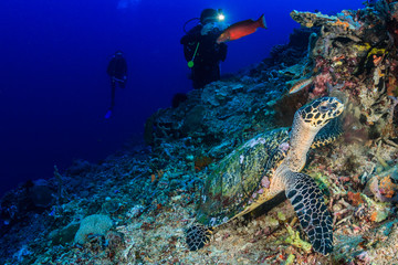 Hawksbill Turtle and SCUBA divers on a tropical coral reef
