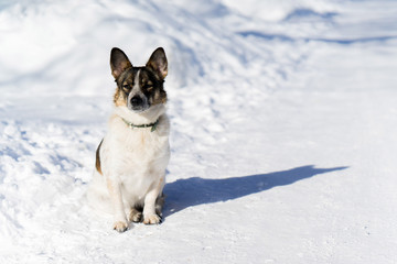 a small dog sitting on snowy road