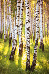 summer in sunny birch forest - 139251129