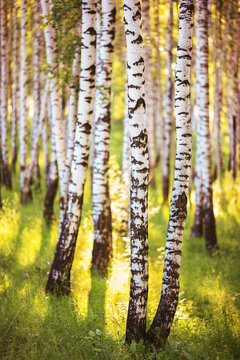 Fototapeta summer in sunny birch forest
