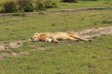Sleeping male lion in Kenya