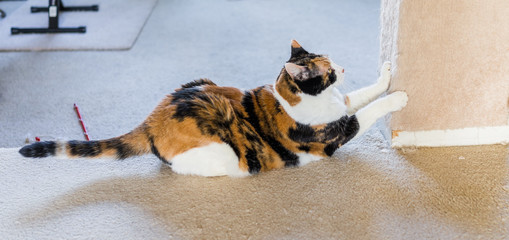 Calico cat scratching nails on scratch post side profile