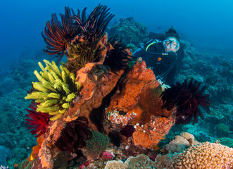 Female SCUBA diver behind a colorful coral outcrop © whitcomberd