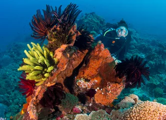 Deurstickers Duiken Vrouwelijke SCUBA-duiker achter een kleurrijke koraalrots