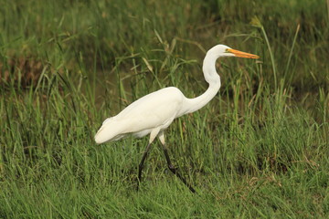 White egret in Kenya