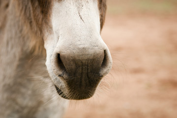 Donkey Nose