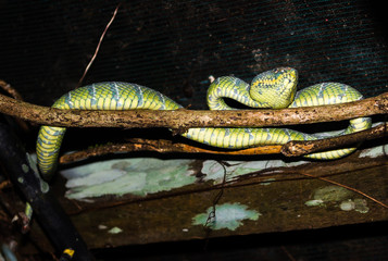 Pit Viper rests on a wooden beam at a jungle camp in Borneo