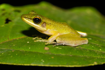 A tiny tree frog on a jungle leaf in Borneo