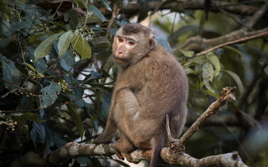 The monkey