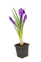 Crocus flower in the spring isolated on white (selective focus)