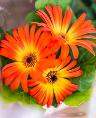 Orange gerbera daisy bouquet macro closeup