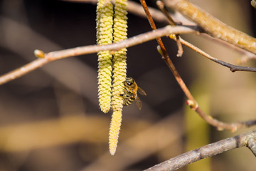 Naklejka premium Pollination by bees earrings hazelnut. Flowering hazel hazelnut.