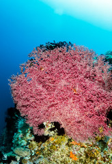 Large pink hard coral