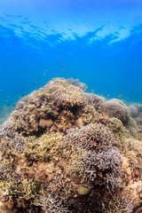 Hard corals and tropical fish around a healthy coral reef