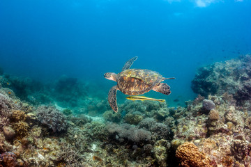 Naklejka na ściany i meble Sea Turtle Swimming Over a Tropical Reef