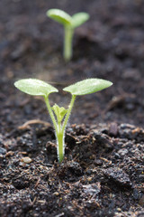 Green sprouts growing out from soil in the morning light